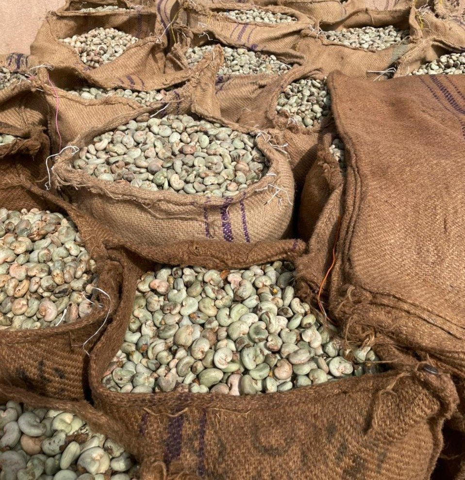 Open jute sacks filled with raw cashew nuts in shell