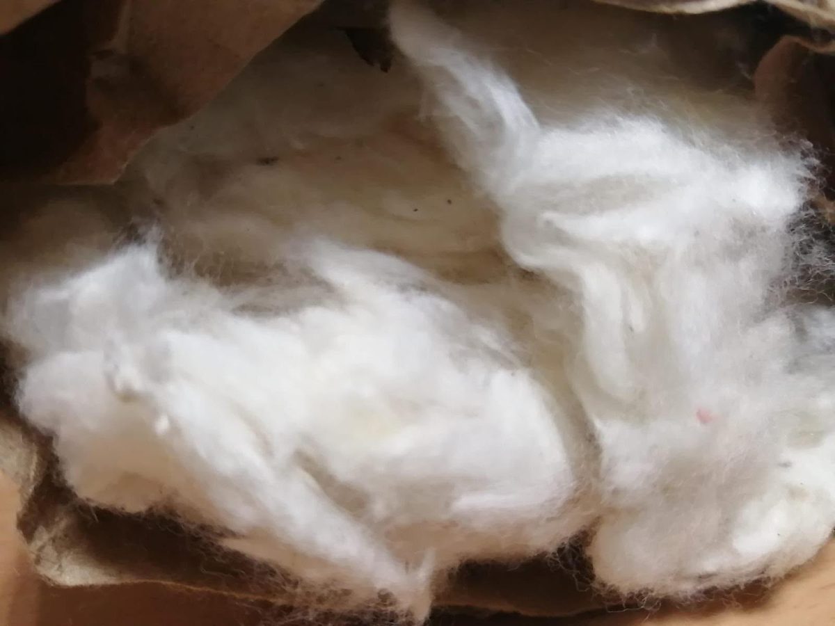 Raw ginned cotton lint in an opened paper sack