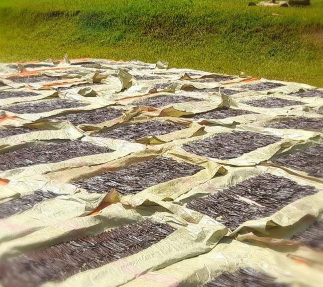 Vanilla beans spread in lots across sheeting to dry on grass