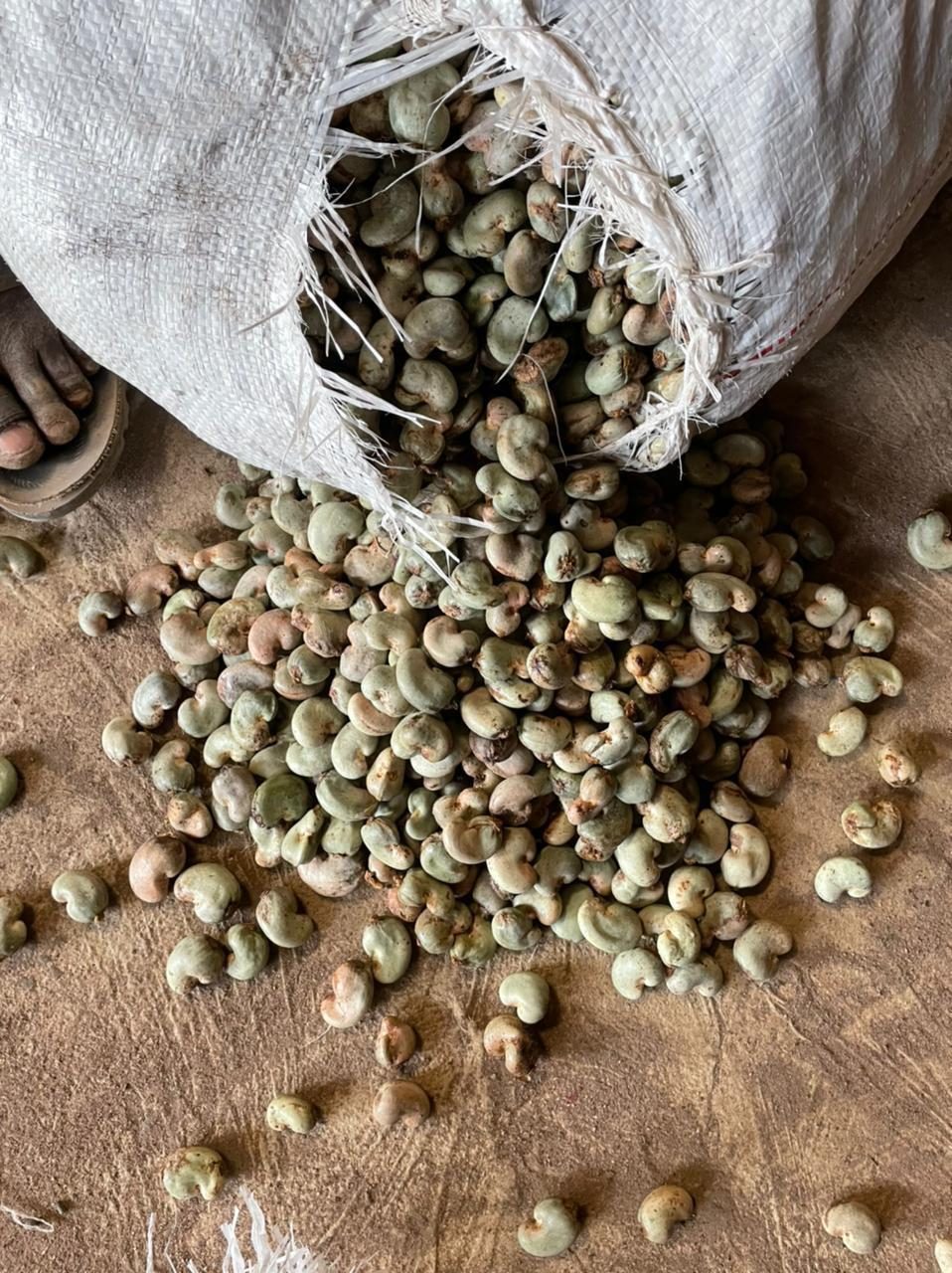 Raw cashew nuts in shell spilling from an open sack