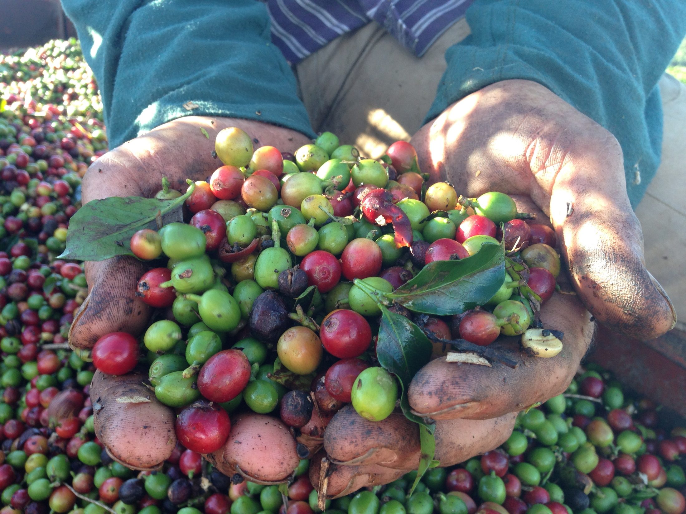 Coffee cherries ripening on the branch among broad green leaves