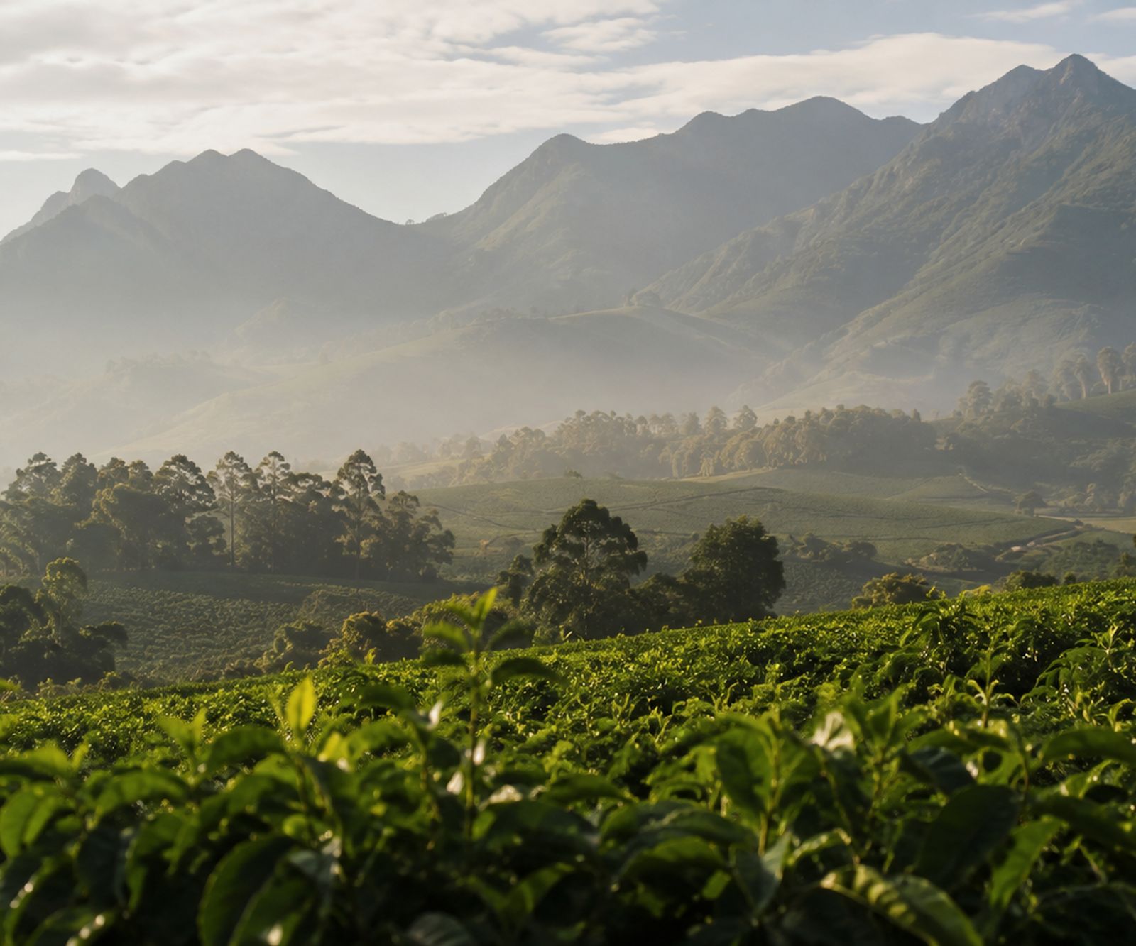 Cultivated highland country at sunrise, terraced slopes under scattered trees