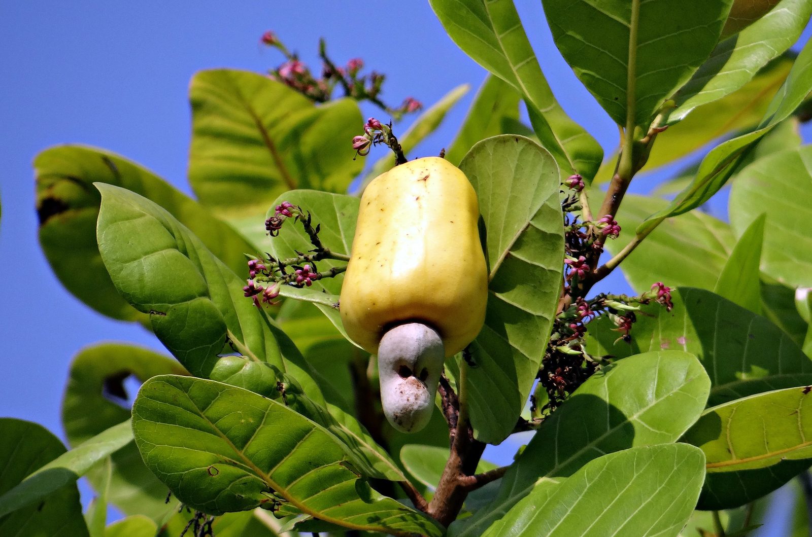 A ripening cashew apple and nut on the branch against the sky