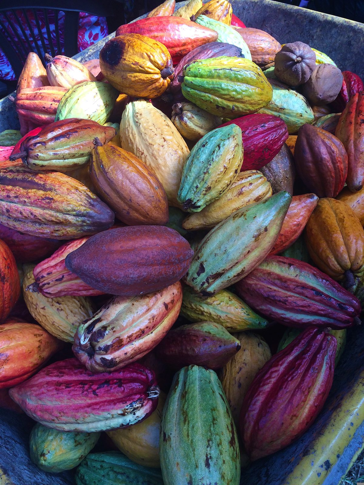 Freshly harvested cocoa pods gathered in a crate