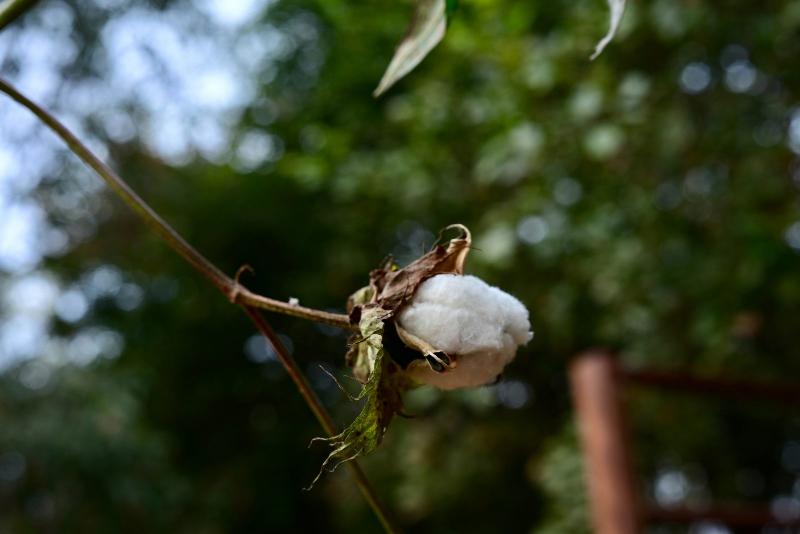 An open cotton boll on the plant