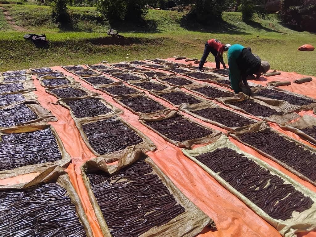 Workers bending over rows of vanilla beans laid out to dry on orange sheeting