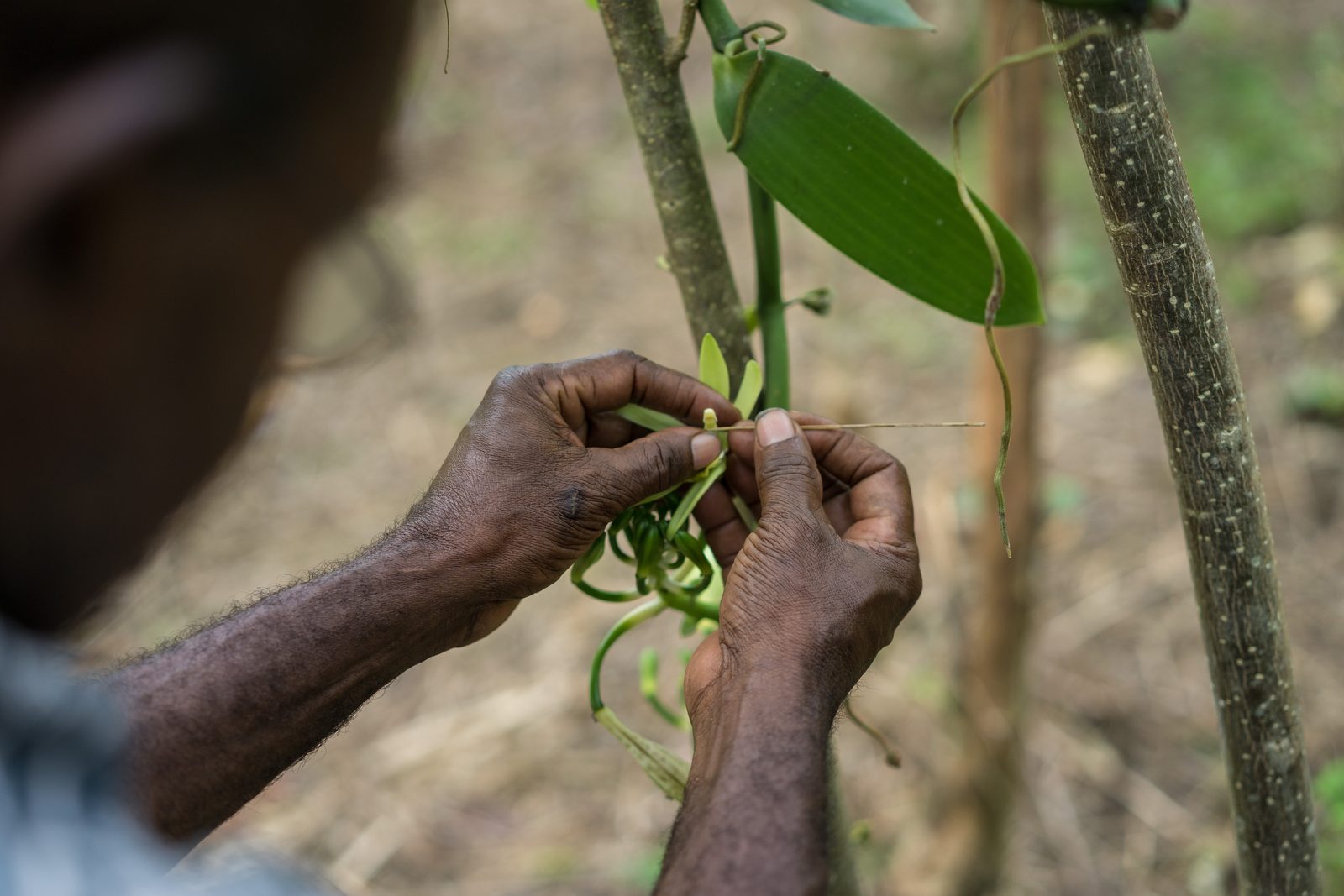 A grower's hands pollinating a vanilla flower on the vine